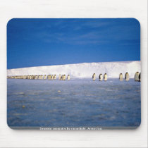 Emperor penguins by moonlight, Antarctica Mouse Pad