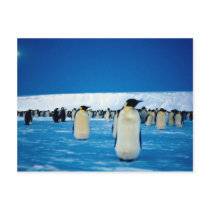 Emperor penguins by moonlight, Antarctica Postcard