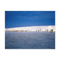 Emperor penguins by moonlight, Antarctica Post Card