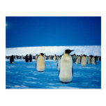 Emperor penguins by moonlight, Antarctica Postcard