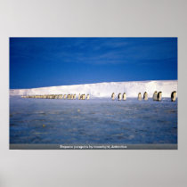 Emperor penguins by moonlight, Antarctica Print