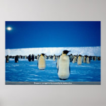 Emperor penguins by moonlight, Antarctica Poster