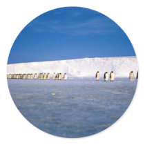 Emperor penguins by moonlight, Antarctica Round Sticker