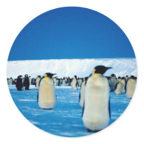 Emperor penguins by moonlight, Antarctica Round Sticker