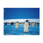 Emperor penguins by onlight, Antarctica Postcard