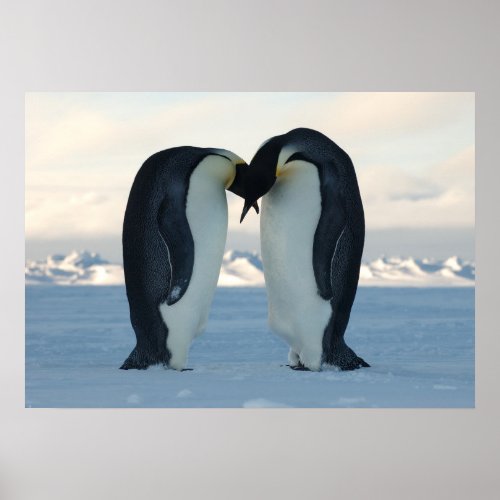 Emperor Penguins Kissing print