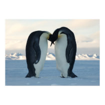 Emperor Penguins Kissing posters by kcoop Emperor Penguins Kissing posters