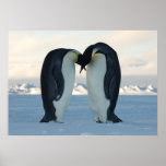Emperor Penguins Kissing Print