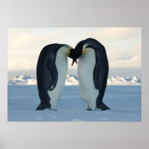 Emperor Penguins Kissing Print