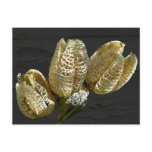 Empty Lily Seed Pods Coordinating Items Postcard