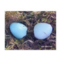Empty Robin Eggs Postcard