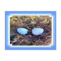Empty Robin Eggs Postcard