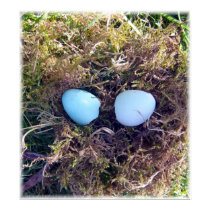 Empty Robin Eggs Poster posters