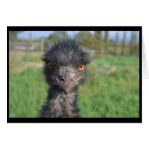 Emu Bird Greeting Cards