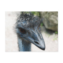 Emu Bird Lookin at you postcards