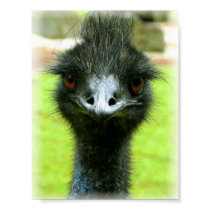 EMU BIRD PHOTO PORTRAIT posters