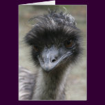 Emu