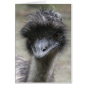 Emu cards