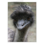 Emu
