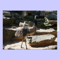 emu cards