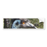 emu, australia, animals