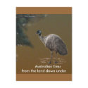 Emu Postcard by aussiepossum Emu Postcard