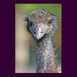 Emu