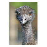 Emu