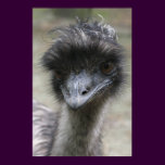 Emu