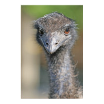 Emu posters by leesoski Emu posters