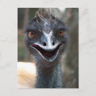 Emu saying HI! Open beak big brown eyes picture postcard