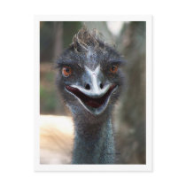 Emu saying HI! Open beak big brown eyes picture Postcard