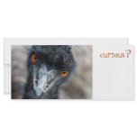 Emu watching, curious? customized rack card