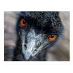 Emu watching post card