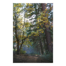 Enchanted Forest Photograph