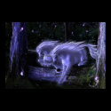 Enchanted Forest