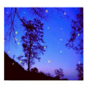 Enchanted Night  Poster posters