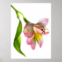 Enchantment Fine Art Print/Poster