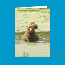 encouragement card cards