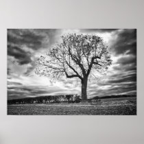 End of Summer Black and white tree poster posters