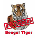 Endangered Bengal Tiger  Products t-shirts