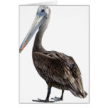 Endangered Brown Pellican (protected species) cards