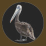 Endangered Brown Pellican (protected species)