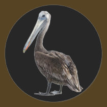 Endangered Brown Pellican (protected species) stickers