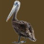 Endangered Brown Pellican (protected species)