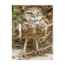Endangered Burrowing Owl Post Card