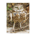 Endangered Burrowing Owl postcards by bendoodlyn Endangered Burrowing Owl postcards