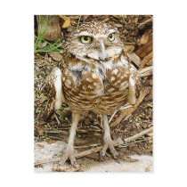 Endangered Burrowing Owl postcards by bendoodlyn Endangered Burrowing Owl postcards