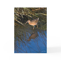 Endangered Clapper Rail cards