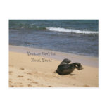 Endangered Hawaiian Monk Seal Kauai Hawaii Post Card